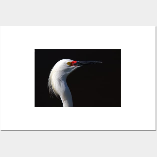 Snowy Egret Wall Art by Jim Cumming